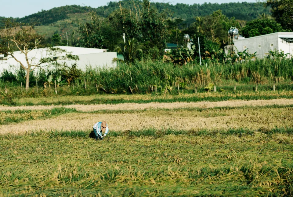 Kho gạo của Ngô Văn Phúc